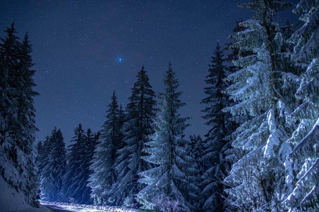 view of snowy trees in a forest under a night sky